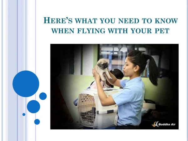 here s what you need to know when flying with your pet