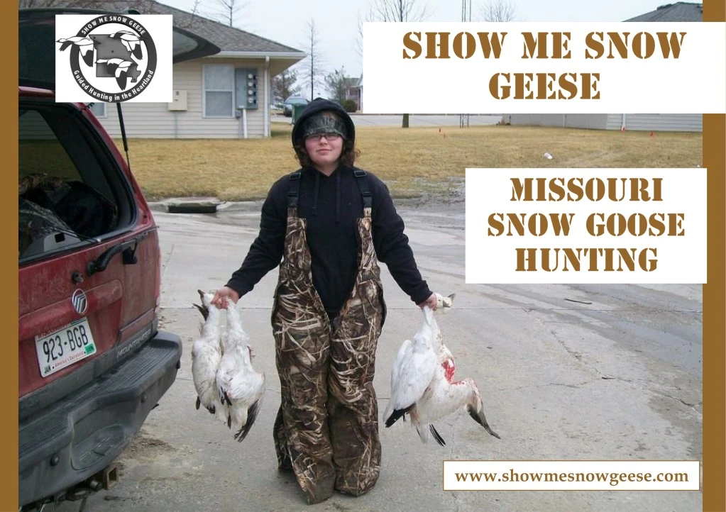 show me snow geese