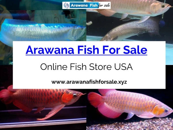 Buy Arowana Fish Online At Reasonable Price