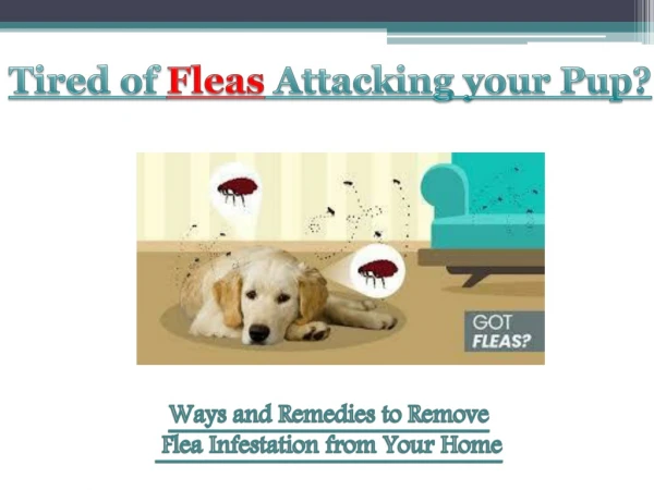 tired of fleas attacking your pup