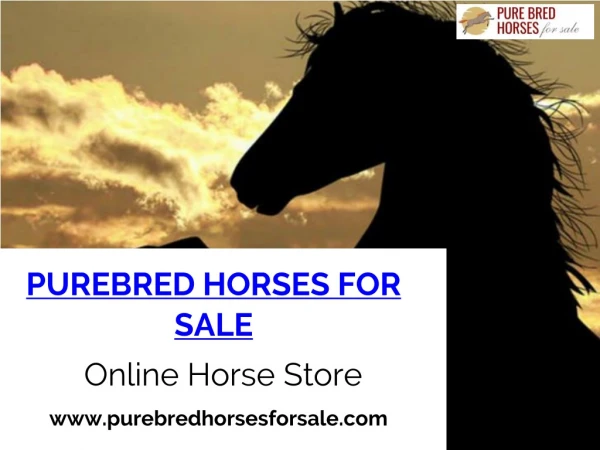 Best Pure Breed Horses For Sale At Amazing Prices