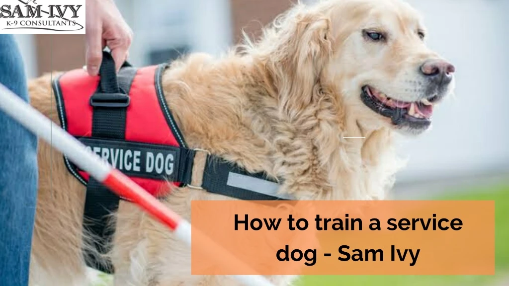 how to train a service dog sam ivy