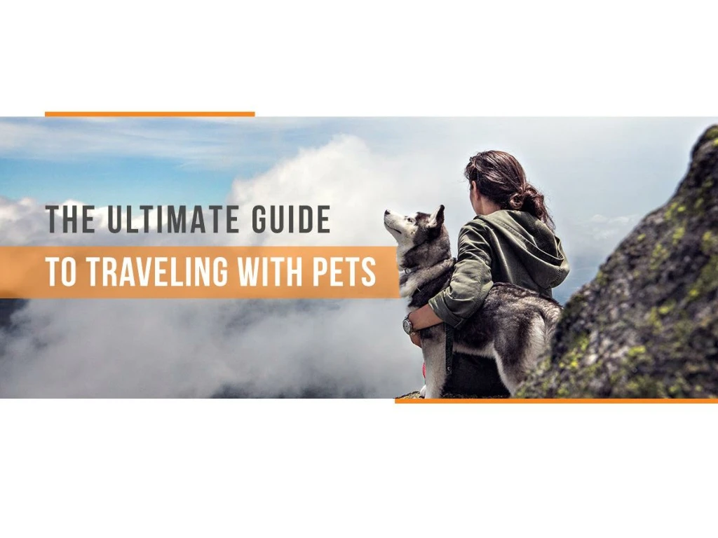 the ultimate guide to traveling with pets