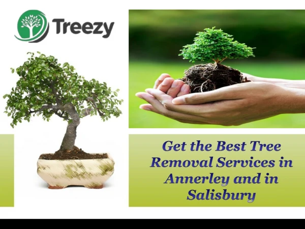 Get the Best Tree Removal Services in Annerley and in Salisbury