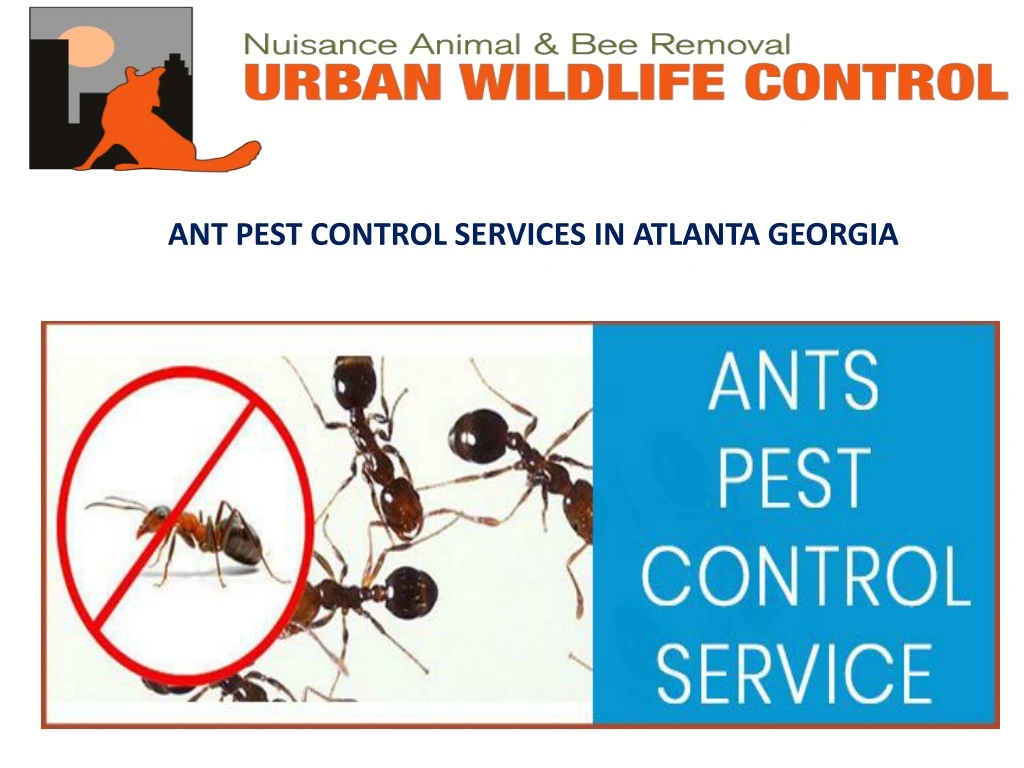 ant pest control services in atlanta georgia