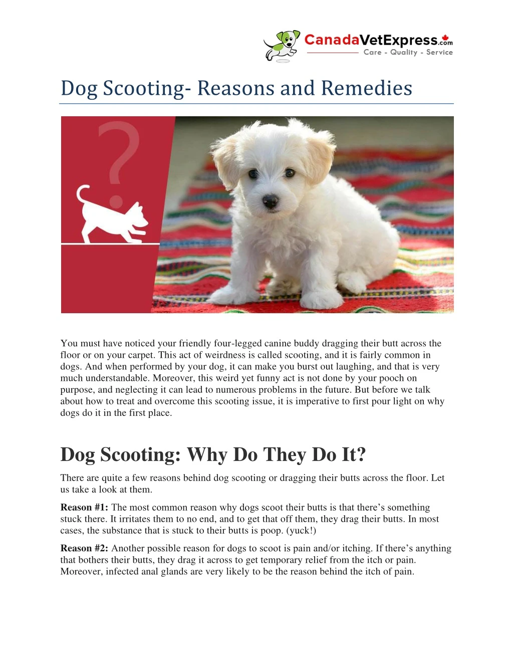 dog scooting reasons and remedies