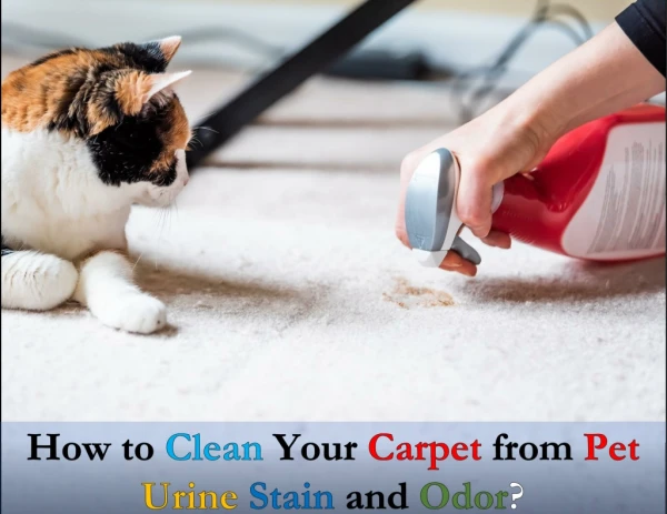 How to clean your carpet from pet urine stain and odor?  - Toronto Steam N' Clean