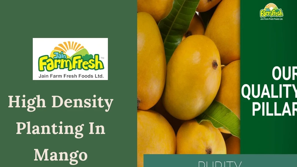 high density planting in mango