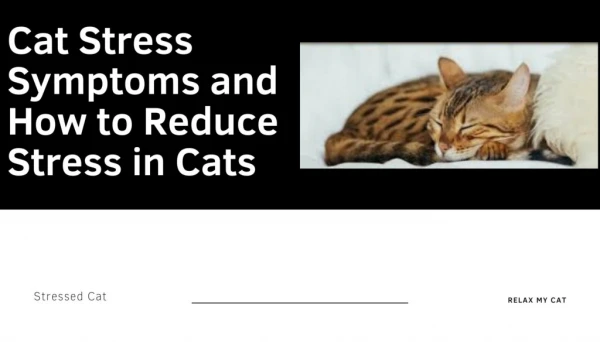 Cat Stress Symptoms and How to Reduce Stress in Cats