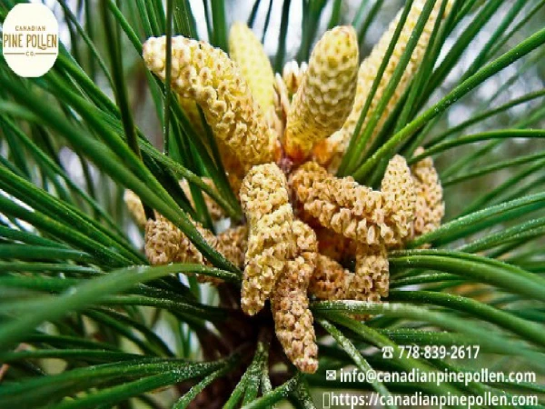 Pine pollen tincture and powder are used for food and medicine.