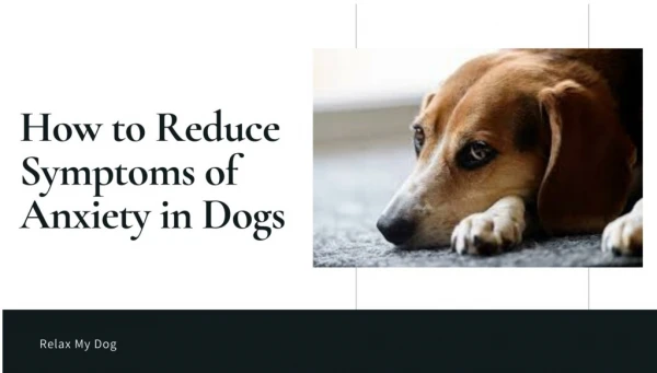 How to Reduce Symptoms of Anxiety in Dogs