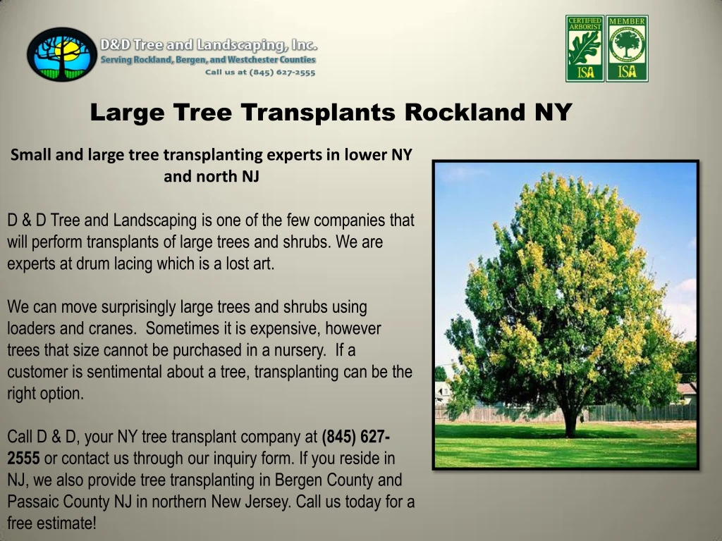 large tree transplants rockland ny