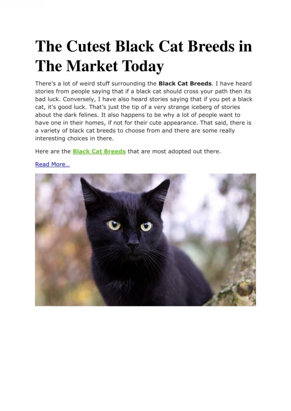 The Cutest Black Cat Breeds in The Market Today