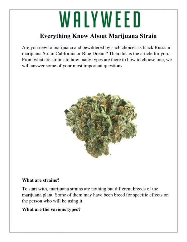 Everything Know About Marijuana Strain