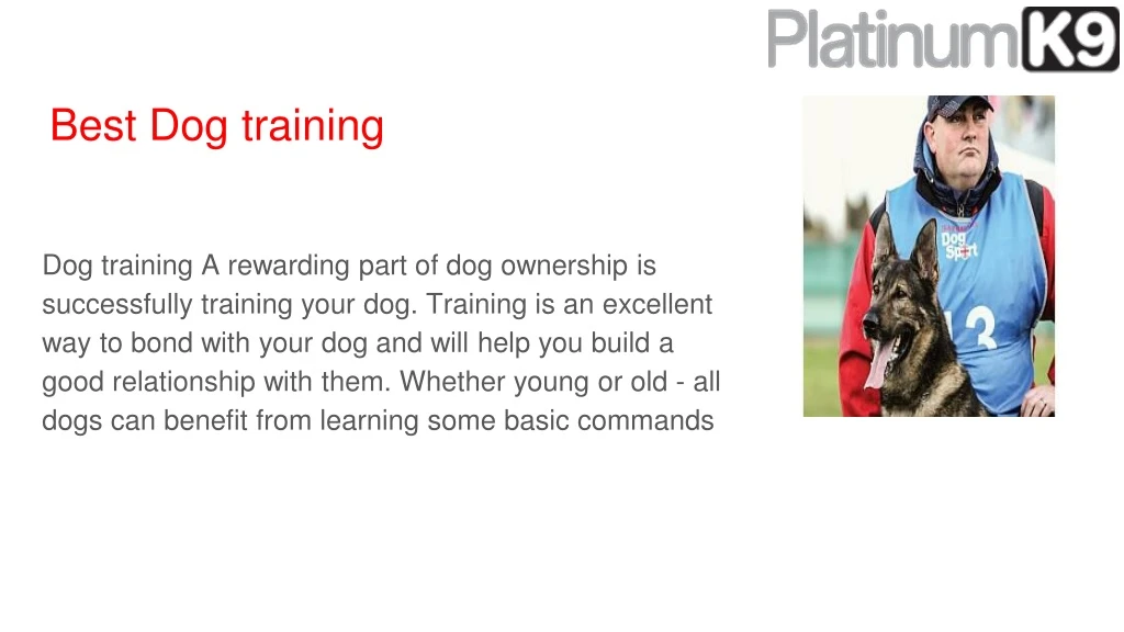 best dog training