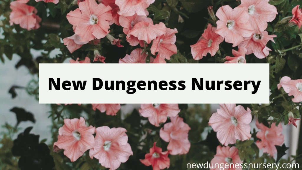 new dungeness nursery