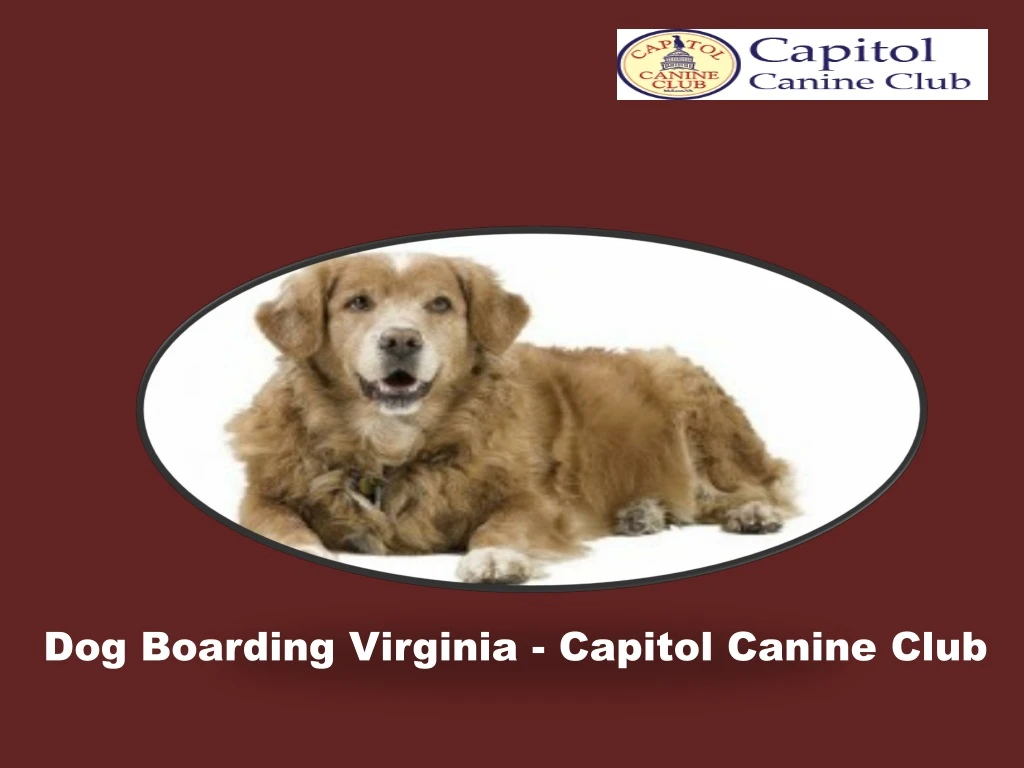 dog boarding virginia capitol canine club
