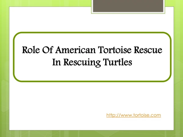 Role Of American Tortoise Rescue In Rescuing Turtles