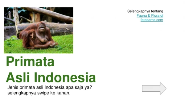 Primata Asli Indonesia