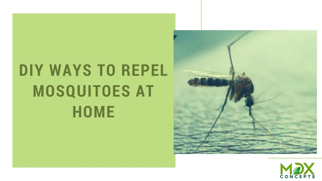 diy ways to repel mosquitoes at home