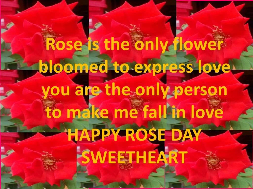 rose is the only flower bloomed to express love