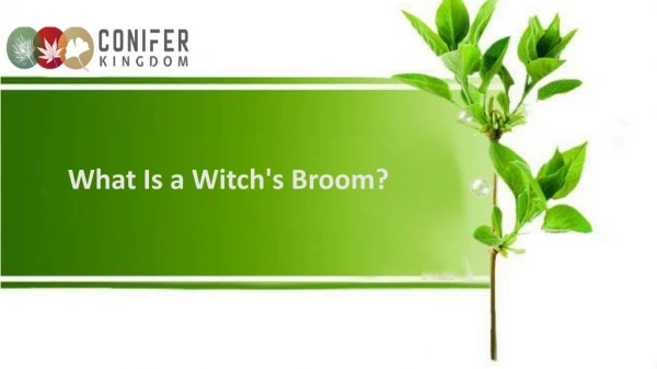 What is witch's Brown