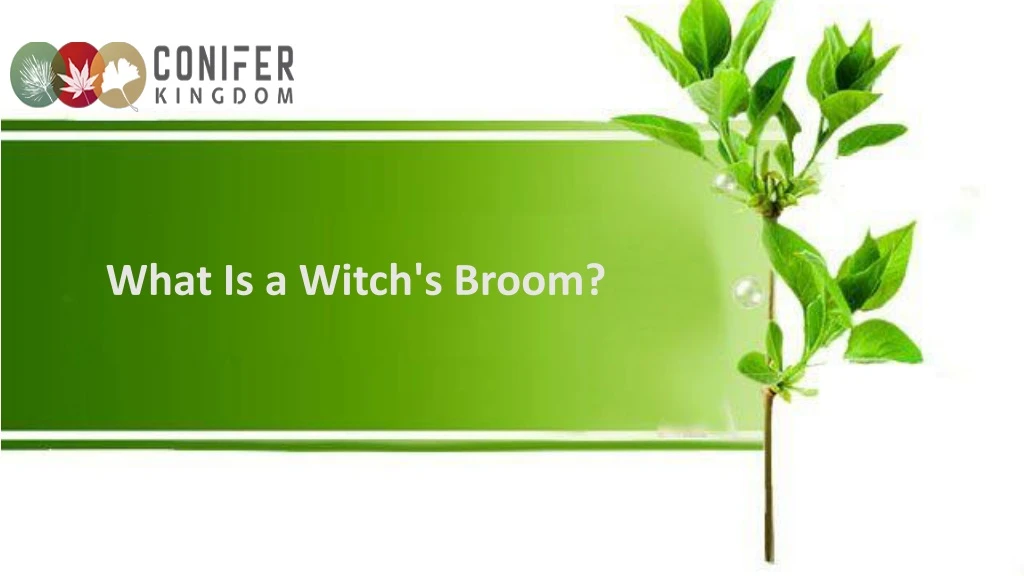 what is a witch s broom