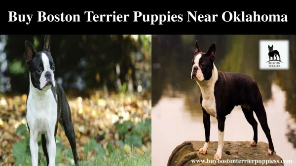 Buy Boston Terrier Puppies Near Oklahoma