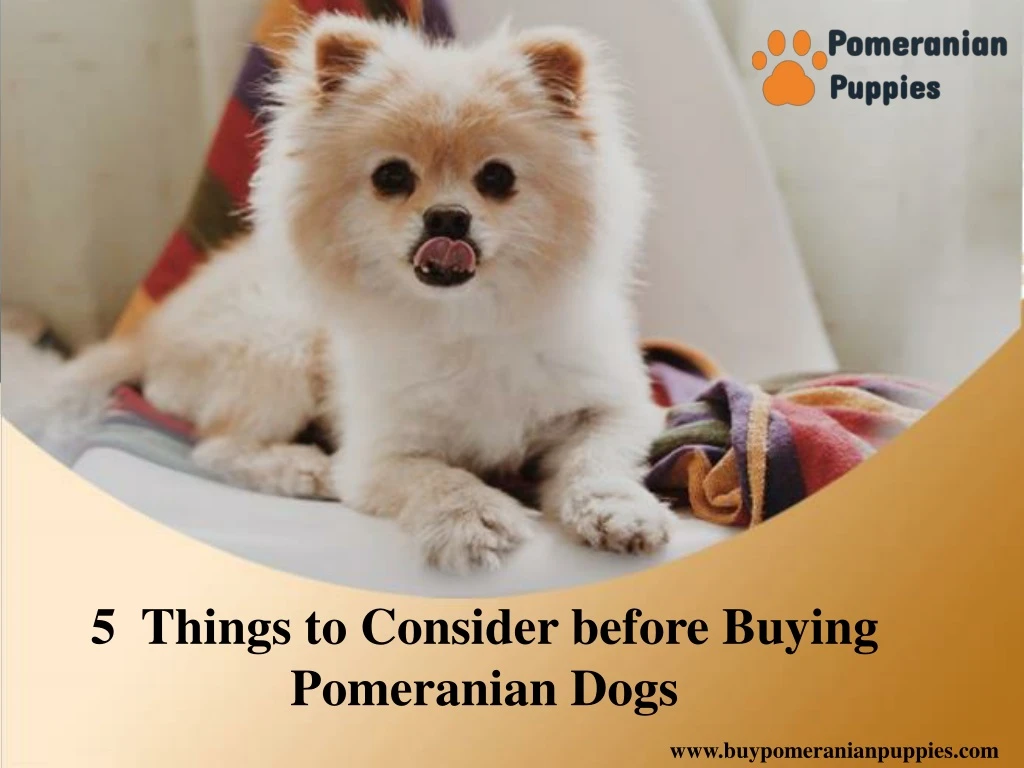 5 things to consider before buying pomeranian dogs