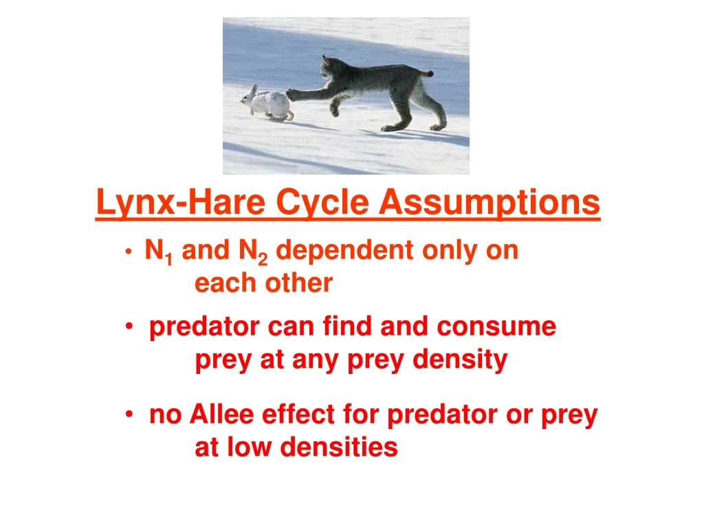 lynx hare cycle assumptions