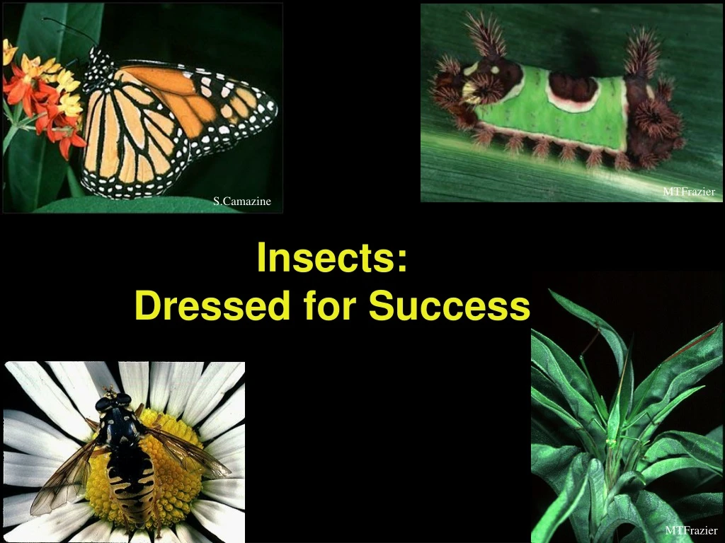 insects dressed for success