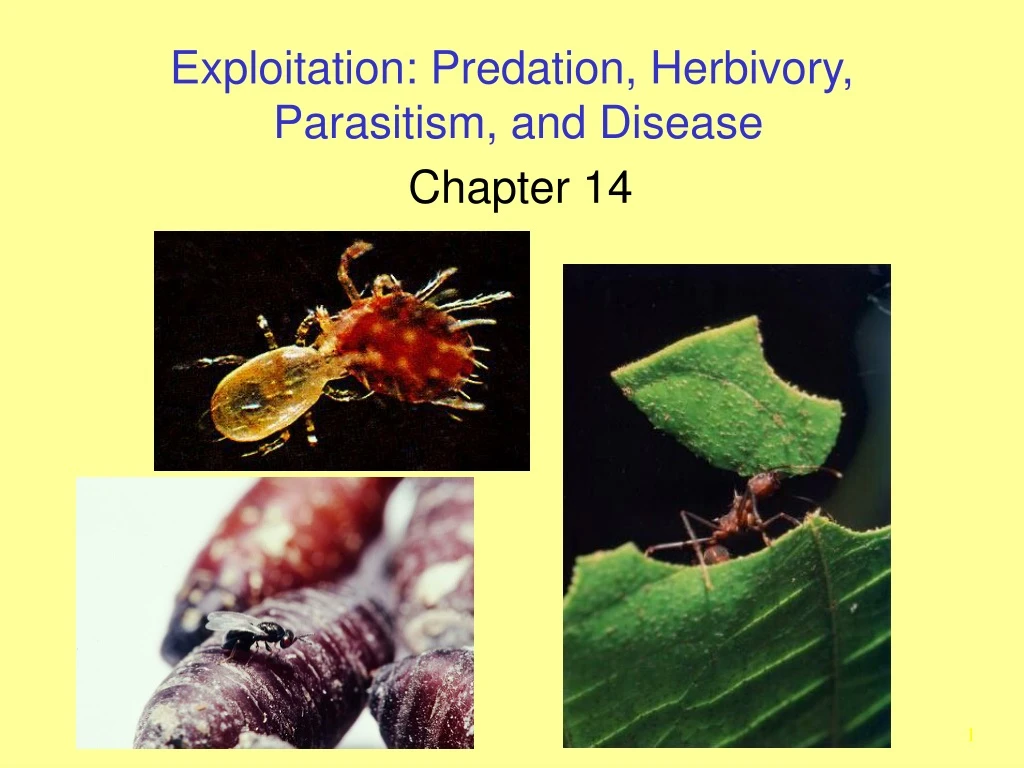 exploitation predation herbivory parasitism and disease