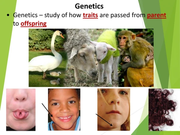 Genetics  Genetics – study of how  traits  are passed from  parent  to  offspring