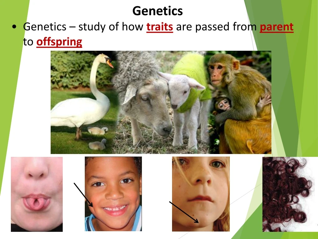 genetics genetics study of how traits are passed