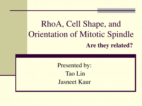 RhoA, Cell Shape, and Orientation of Mitotic Spindle 	Are they related?