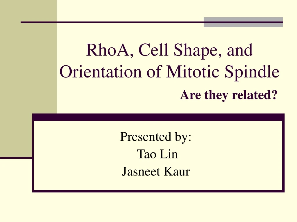 rhoa cell shape and orientation of mitotic spindle are they related