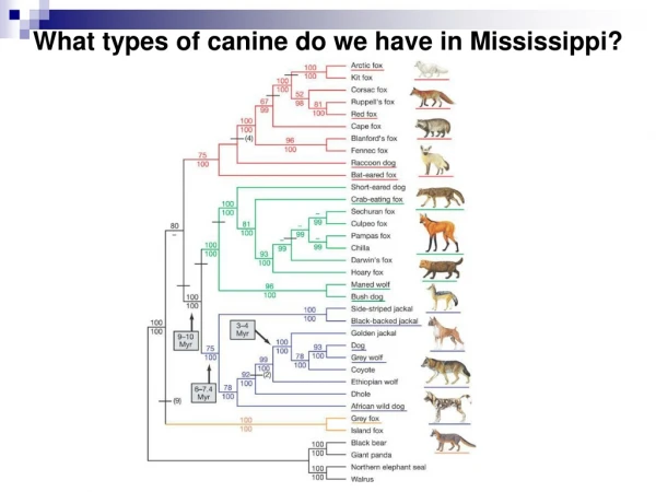 What types of canine do we have in Mississippi?