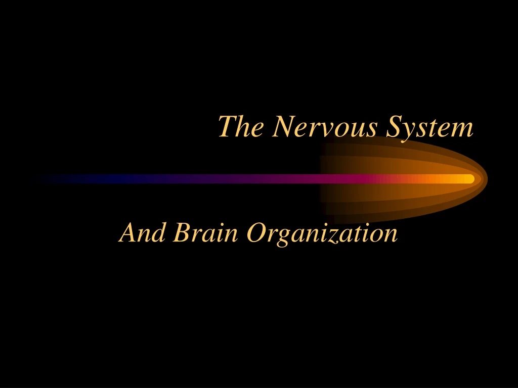 the nervous system