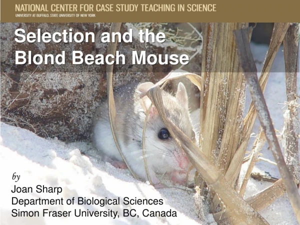 Selection and the  Blond Beach Mouse