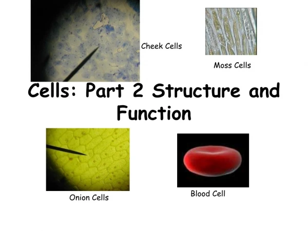 Cells: Part 2 Structure and Function