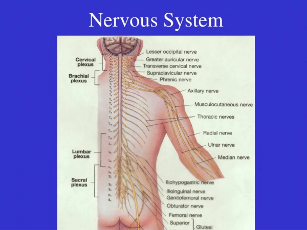 Nervous System