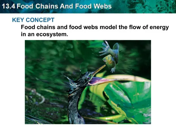 KEY CONCEPT Food chains and food webs model the flow of energy in an ecosystem.