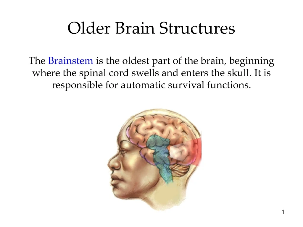 older brain structures