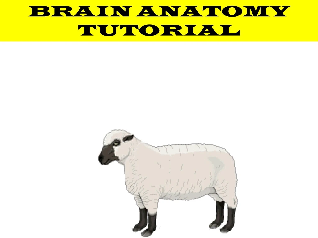 brain anatomy tutorial