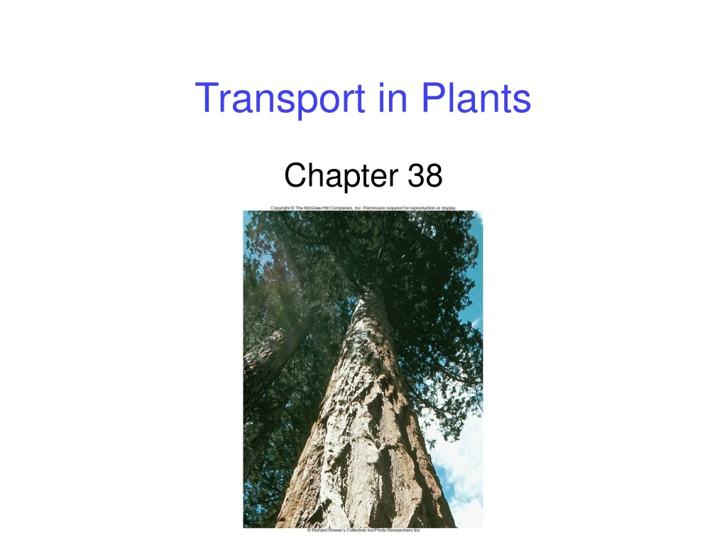 transport in plants