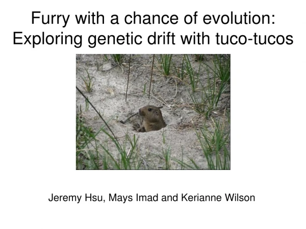Furry with a chance of evolution: Exploring genetic drift with  tuco-tucos