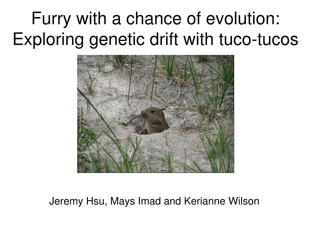 furry with a chance of evolution exploring genetic drift with tuco tucos