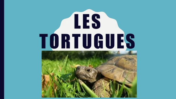 LES TORTUGUES