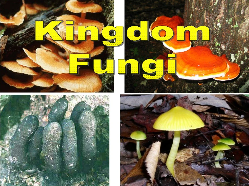 kingdom fungi