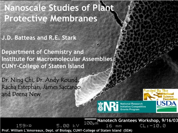 Nanoscale Studies of Plant  Protective Membranes